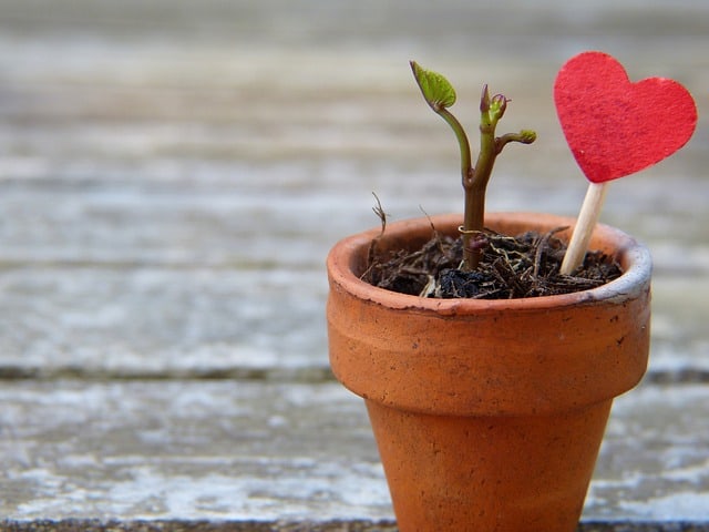 flower pot with a heart