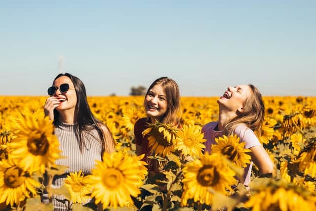women laughing in a sunflower field