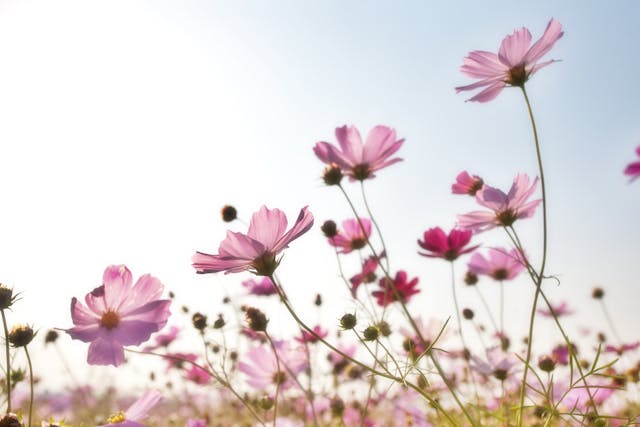 flowers in a field