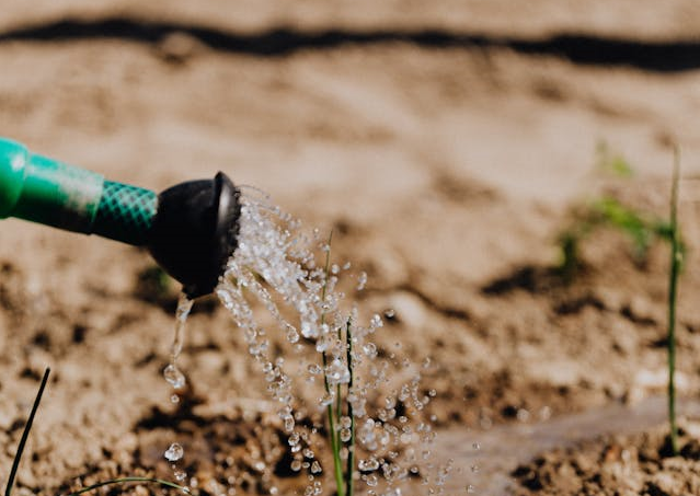 watering a sprout in dirt