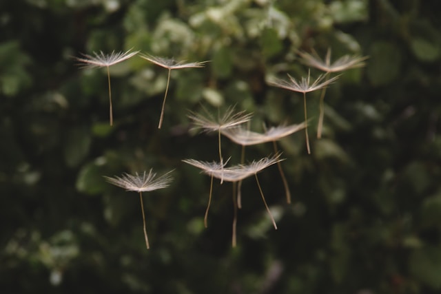 dandelion seeds floating on the wind