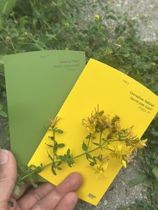 matching a flower to green and yellow shades in a nature scavenger hunt activity
