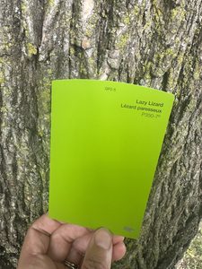 matching green moss on a tree during a nature scavenger hunt